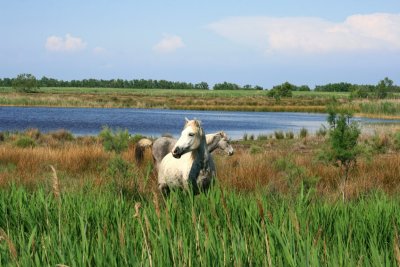 0788 Camargue.JPG