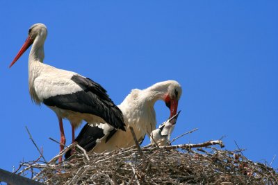 0971 Parco ornitologico Pont-de-Gau.JPG