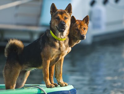 Dogs love boat rides!