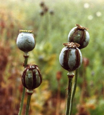 Poppies