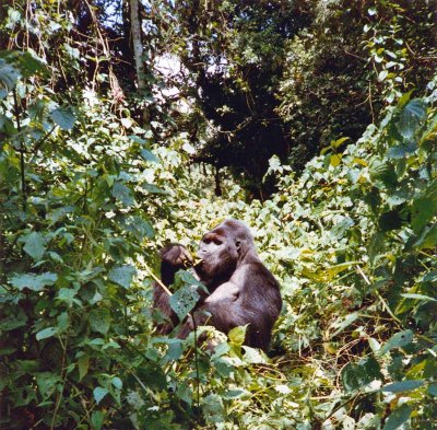 Mountain gorilla, Bukavu