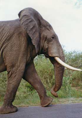 Elephant