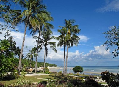 Palms