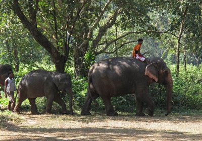 Elephants