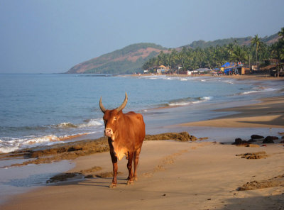 North Goa
