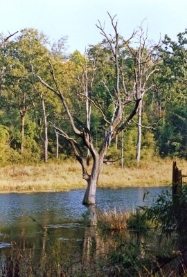 Kanha