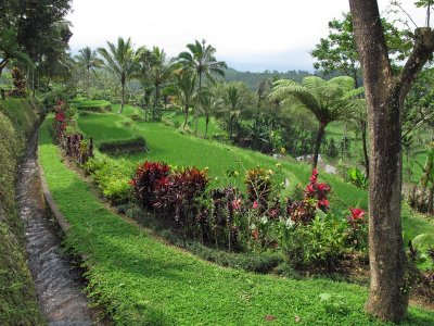 Rice terraces