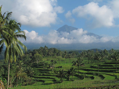 Rice terraces