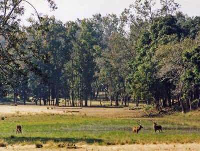 Kanha meadow