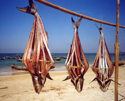 Fish drying