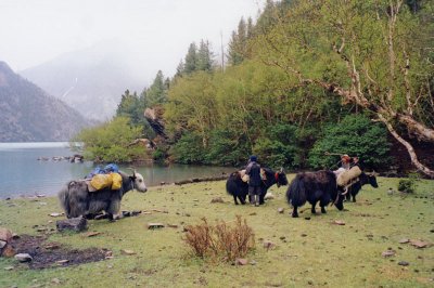 Campsite, Phoksumdo khola