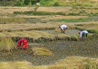 Rice harvest, Pokhara