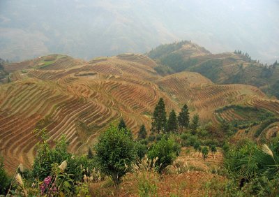 Rice terraces, Ping An