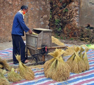 Threshing rice, Chenyang