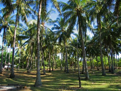 Coconut palms