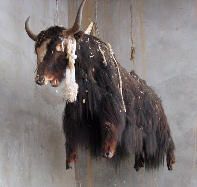 Stuffed yak