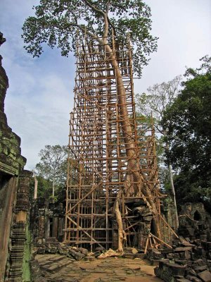 Supported tree, Preah Khan