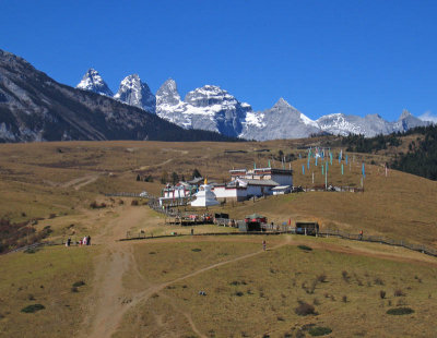 Yak meadow