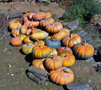 Pumpkins