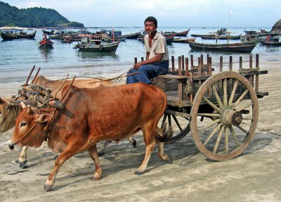 Bullock cart