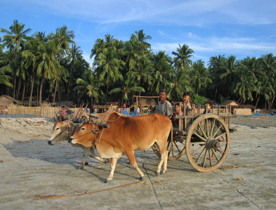 Bullock cart