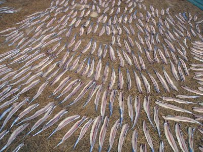 Slivers of fish