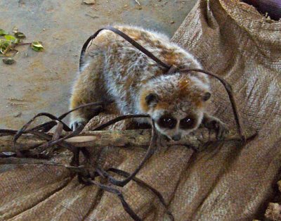 Slow loris