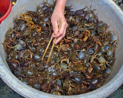 Crabs