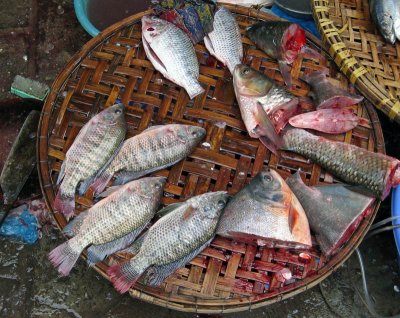 Fish