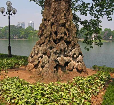 Gnarled tree