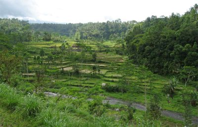 Rice terraces, Rendang