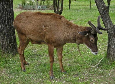 Deer, Lamaling