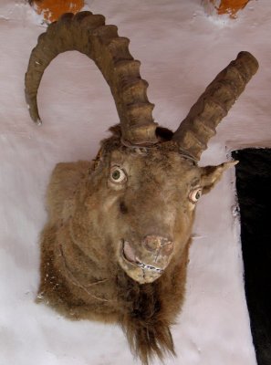 Ibex, Stok palace