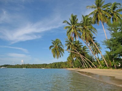 Coconut trees