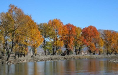 Autumn leaves