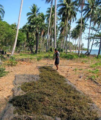 Drying seaweed