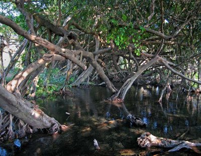 Ficus roots