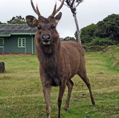 Deer, Horton Plains