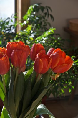 Tulips
