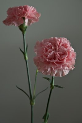 Carnation duo