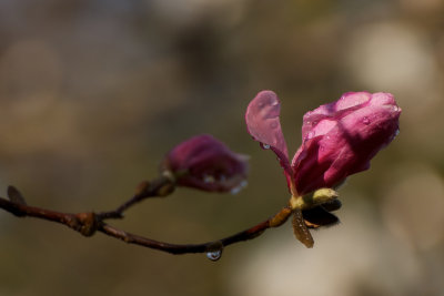 After the rain #2