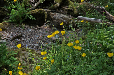 Woodland gold