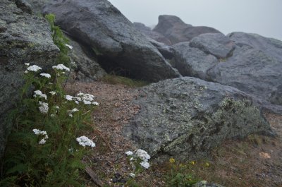 Rock garden on Mt Washington