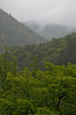 Crawford Notch in the mist