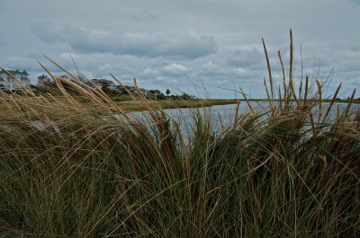 Shore grass