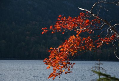 Foliage at Jordan pond