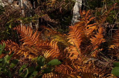 Autumn ferns