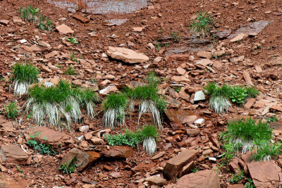 Emerald Pool grass