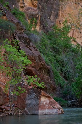 Virgin river near the Narrows