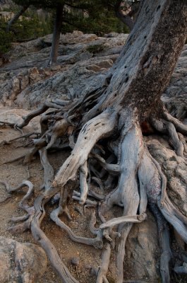Tree roots 